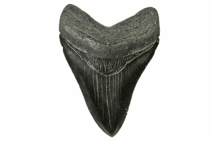 Serrated, Fossil Megalodon Tooth - South Carolina #383700